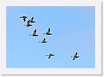 uivelot Smew 9483 * 2252 x 1581 * (1.79MB)